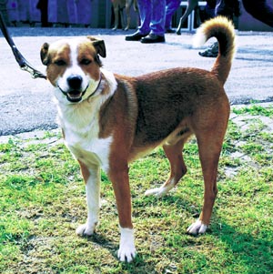 �I�[�X�g���A���E�s���V���[