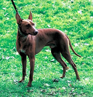 �`���l�R�E�f���E�G�g�i