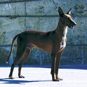 �J�i���A���E�n�E���h