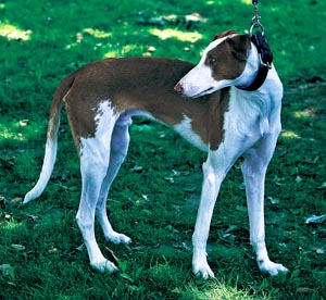 �C�r�U���E�n�E���h