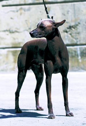 �y���[�r�A���E�w�A���X�E�h�b�O