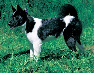 ���V�A���E���[���s�A���E���C�J