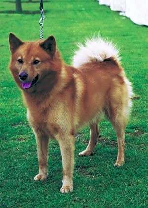 �t�B�j�b�V���E�X�s�b�c