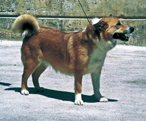 �A�C�X�����h�E�V�[�v�h�b�O