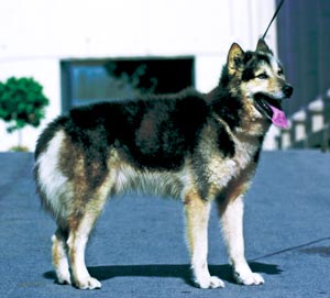 �O���[�������h�E�h�b�O