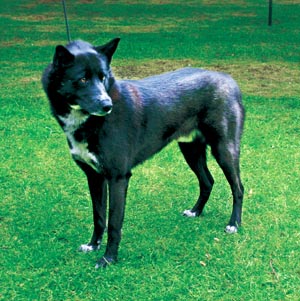 �J�i�[���E�h�b�O