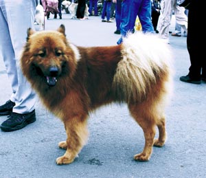 ���[���V�A