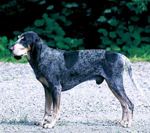 �X���[���E�K�X�R�[�j���E�n�E���h