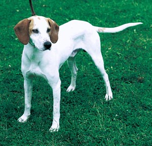 �C�X�g���A���E�X���[�X�R�[�e�b�h�E�n�E���h