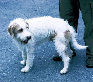 �C�X�g���A���E���t�R�[�e�b�h�E�n�E���h