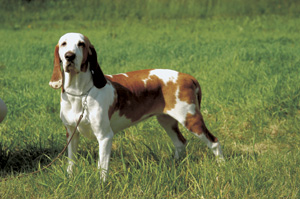 �X�p�j�b�V���E�n�E���h