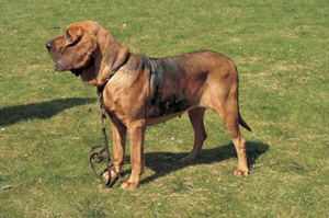 �u���b�h�n�E���h