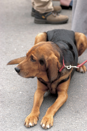 �|�[���b�V���E�n�E���h