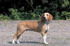 �T���@�E�n�E���h