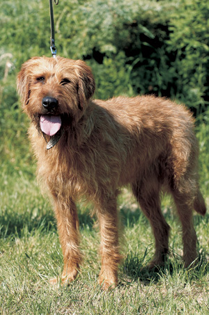 �X�e�C���b�V���[�E���t�w�A�[�h�E�}�E���e���E�n�E���h