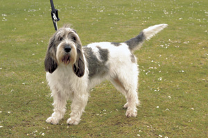 �O�����E�o�Z�[�E�O���t�H���E�o���f�[��