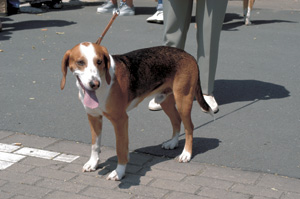 �W���[�}���E�n�E���h