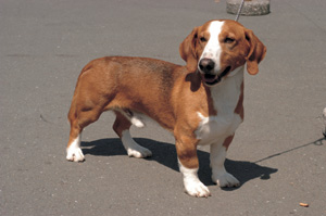 �h���[�t�@�[