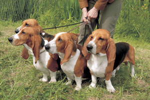 �o�Z�[�E�A���e�B�W�����E�m���}��