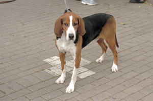 �t�B�j�b�V���E�n�E���h