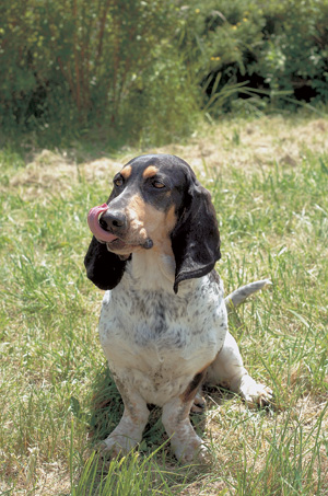 �o�Z�[�E�u���[�E�h�E�K�X�R�[�j��