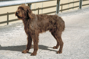 �v�[�h���E�|�C���^�[