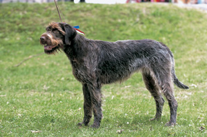 �t�����`�E���t�w�A�[�h�E�|�C���^�[