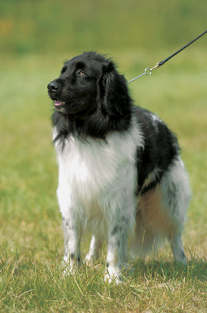 �V���^�o�C�t�[��