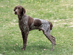 �t�����`�E�s���j�A���E�|�C���^�[