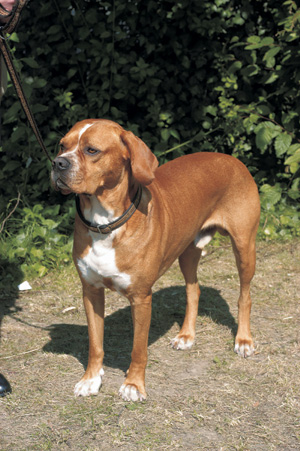 �|���g�K���E�|�C���^�[