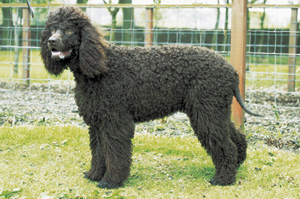 �A�C���b�V���E�E�H�[�^�[�E�X�p�j�G��