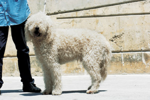 �t�����`�E�E�H�[�^�[�E�h�b�O