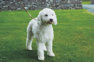 �X�p�j�b�V���E�E�H�[�^�[�E�h�b�O