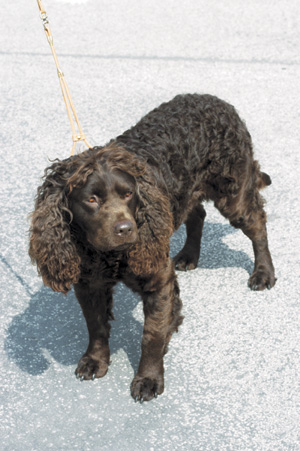 �A�����J���E�E�H�[�^�[�E�X�p�j�G��