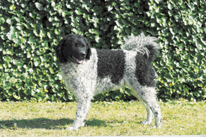 ���F�b�^�[�t�[��