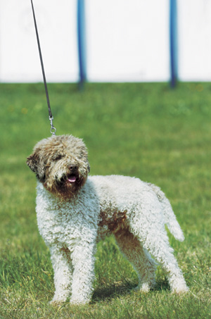 ���}�[�j���E�E�H�[�^�[�E�h�b�O