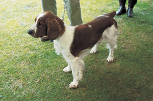 �E�F���V���E�X�v�����K�[�E�X�p�j�G��