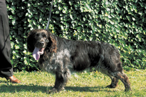 �W���[�}���E�X�p�j�G��