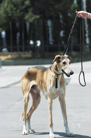 �|�[���b�V���E�O���[�n�E���h