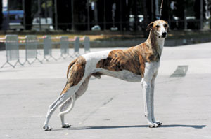 �n���K���A���E�O���[�n�E���h