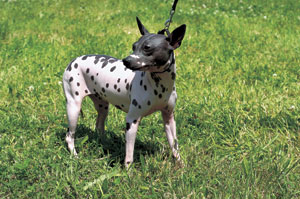 �A�����J���E�w�A���X�E�e���A