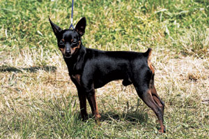 �v���T���[�E�N���T���B�N