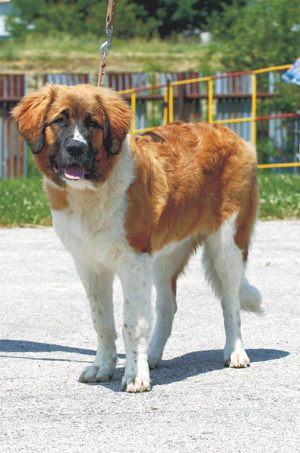 ���X�N���E�K�[�f�B�A���E�}�X�e�B�t