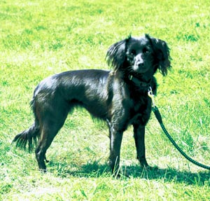 �}���L�[�X�B�G