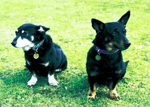 �����J�V���[�E�q�[���[