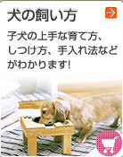 ���̎�����