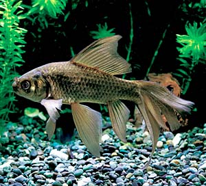 �e�c�M���i�S���j