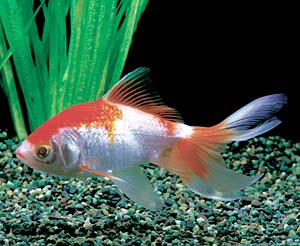 �X�у��L���i�l�b���j