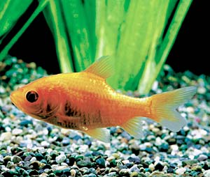 ���L���i�n�[�t��؁j