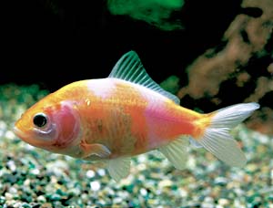 �������L���i�����؁j